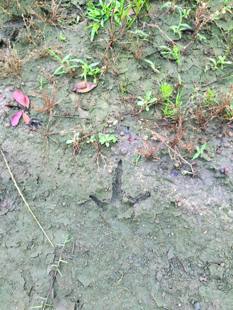 Dan Kibler'in köşe yazısı: Vahşi Türkiye'nin İzinde – The Stanly News & Press